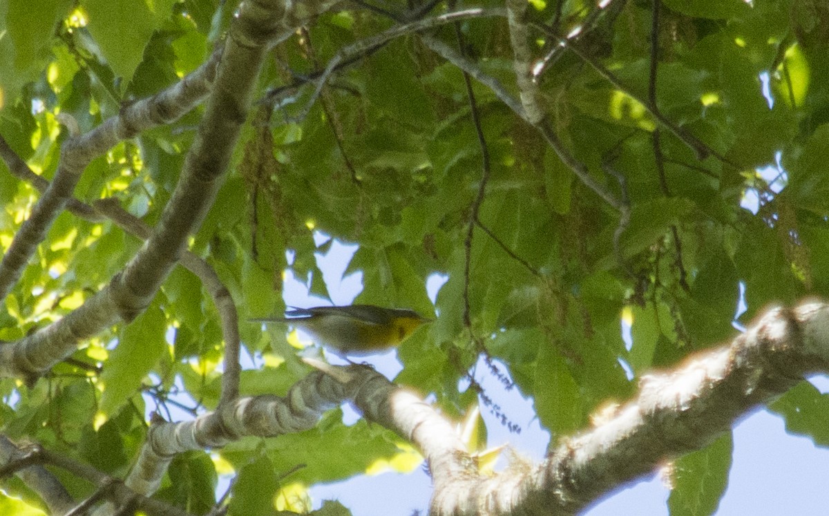 Crescent-chested Warbler - ML320898631