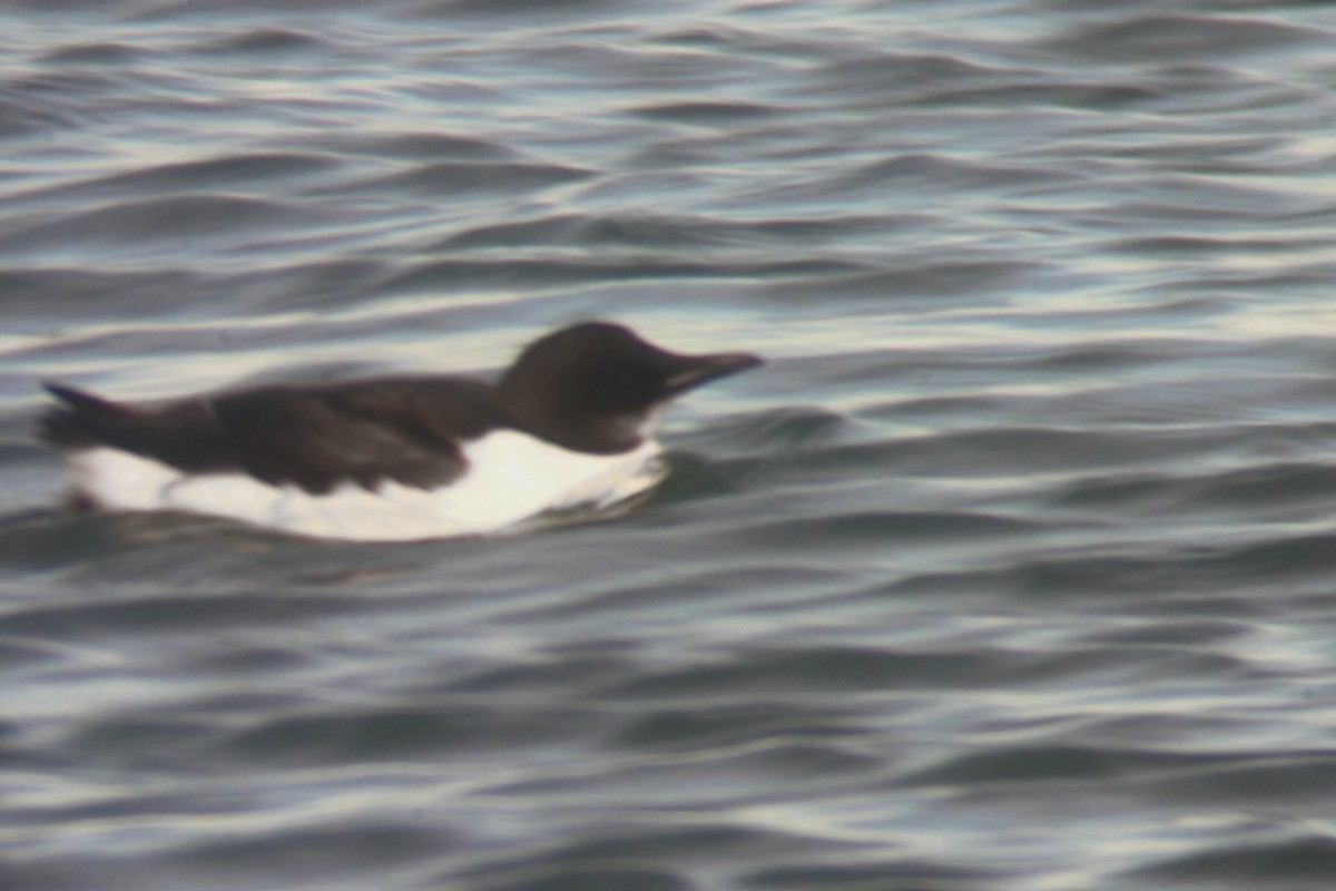 Thick-billed Murre - ML32090101
