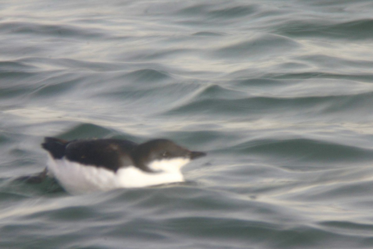 Thick-billed Murre - ML32090151