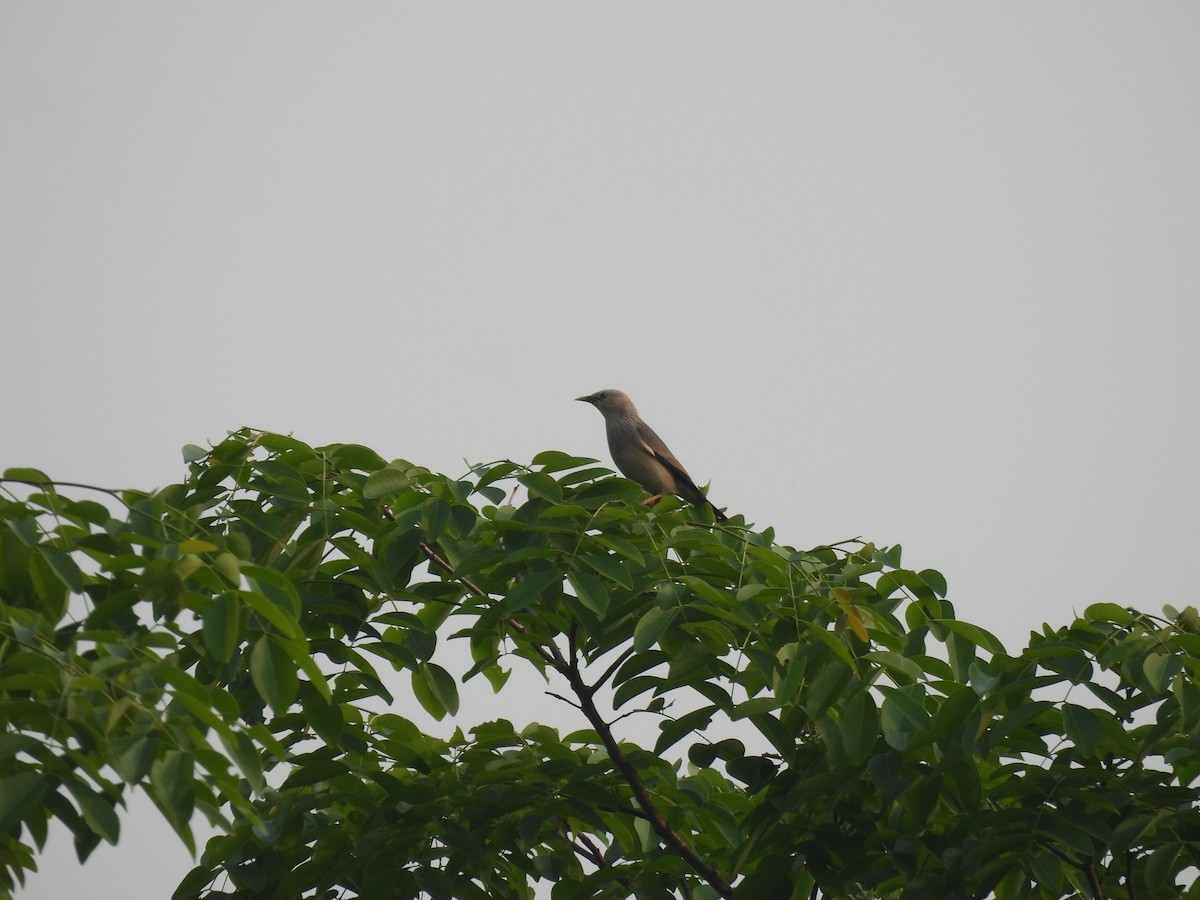 Chestnut-tailed Starling - ML320901911
