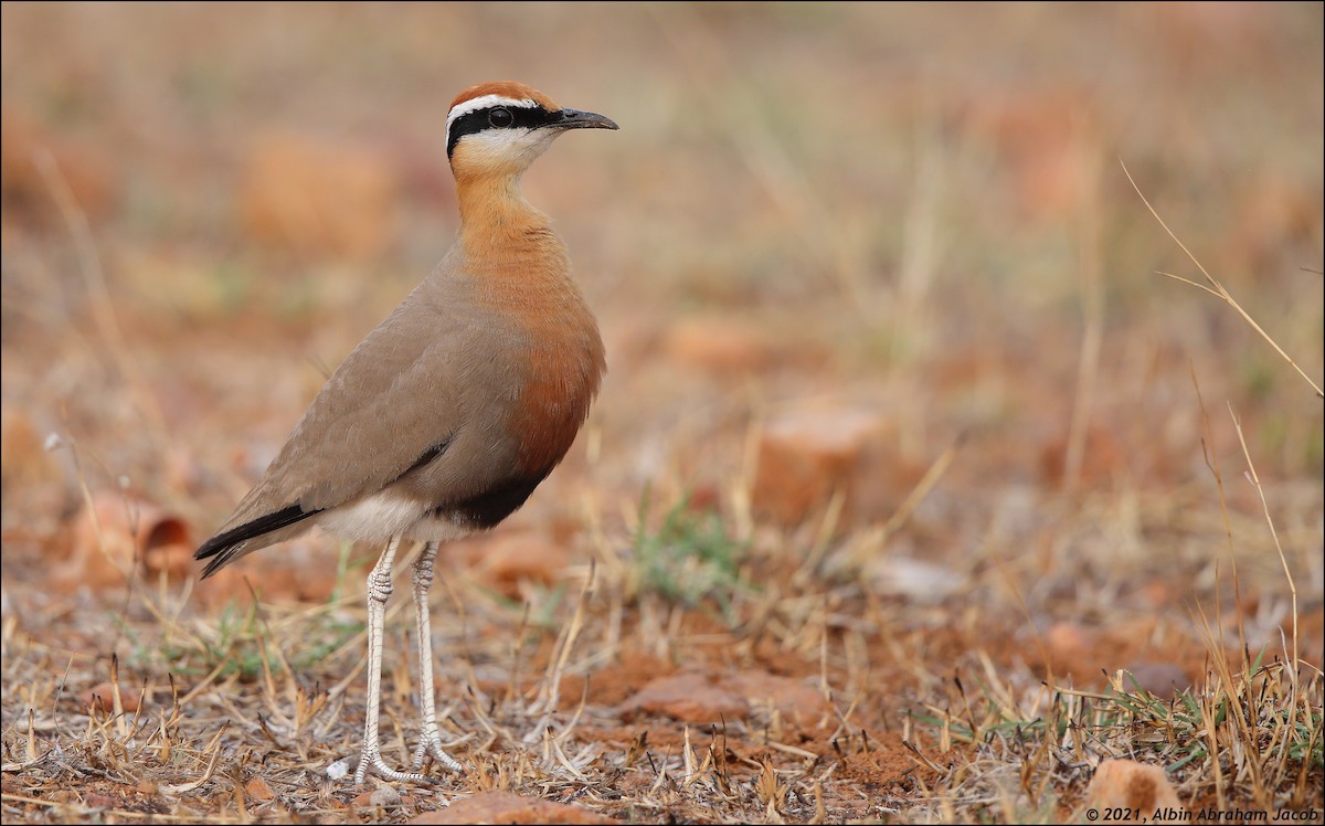 Indian Courser - ML320902631
