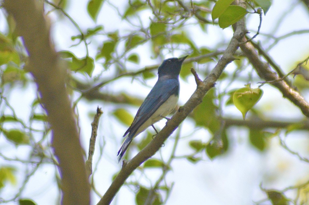 Blue-and-white Flycatcher - Teeranan Tinpook