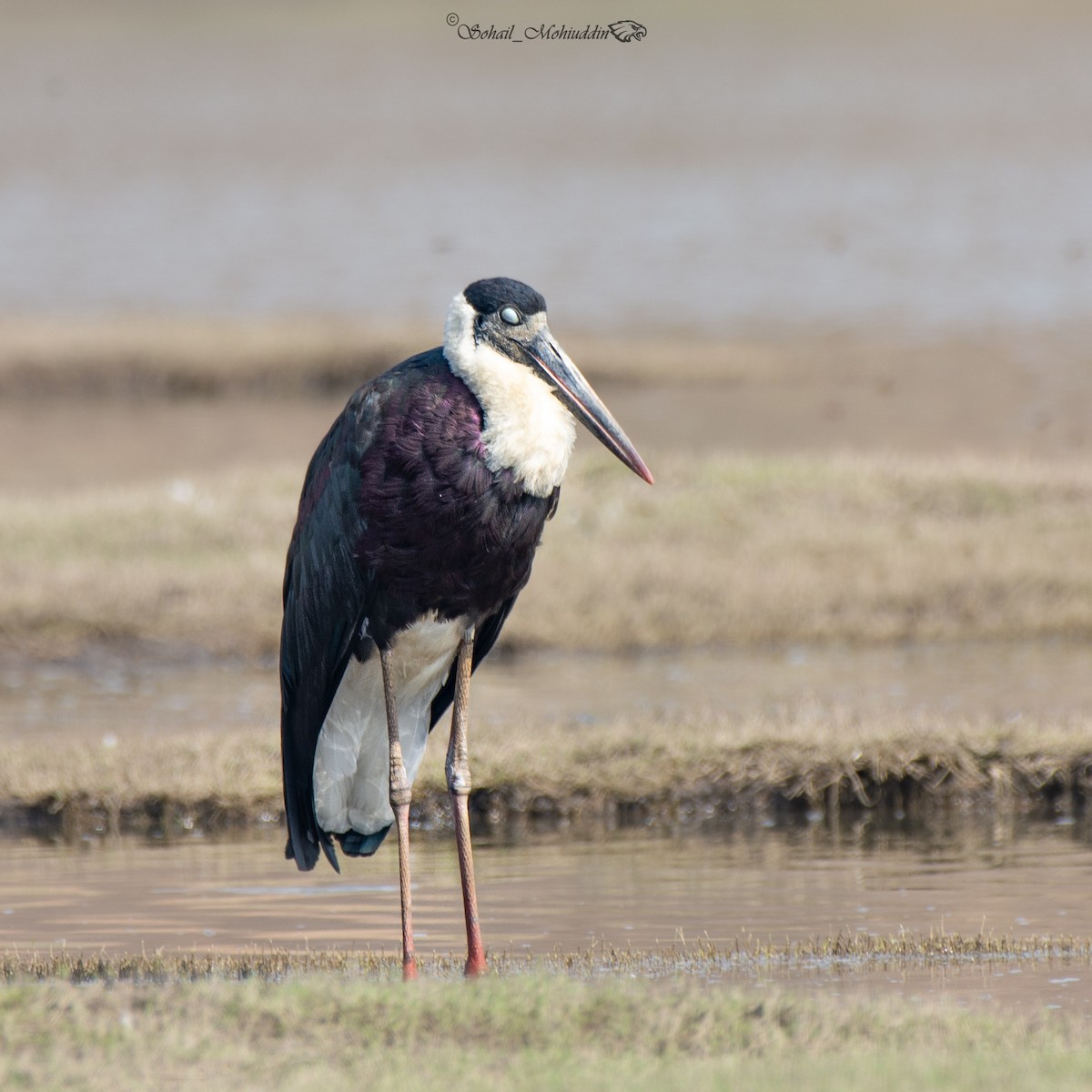 Asian Woolly-necked Stork - ML320904281