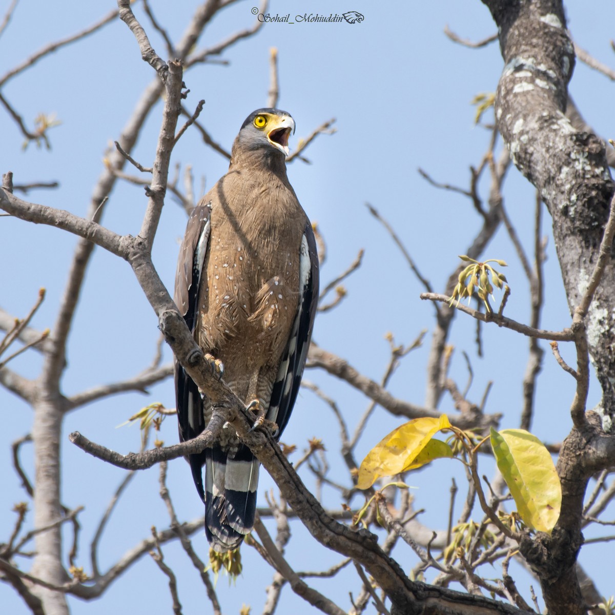 Crested Serpent-Eagle - ML320904741