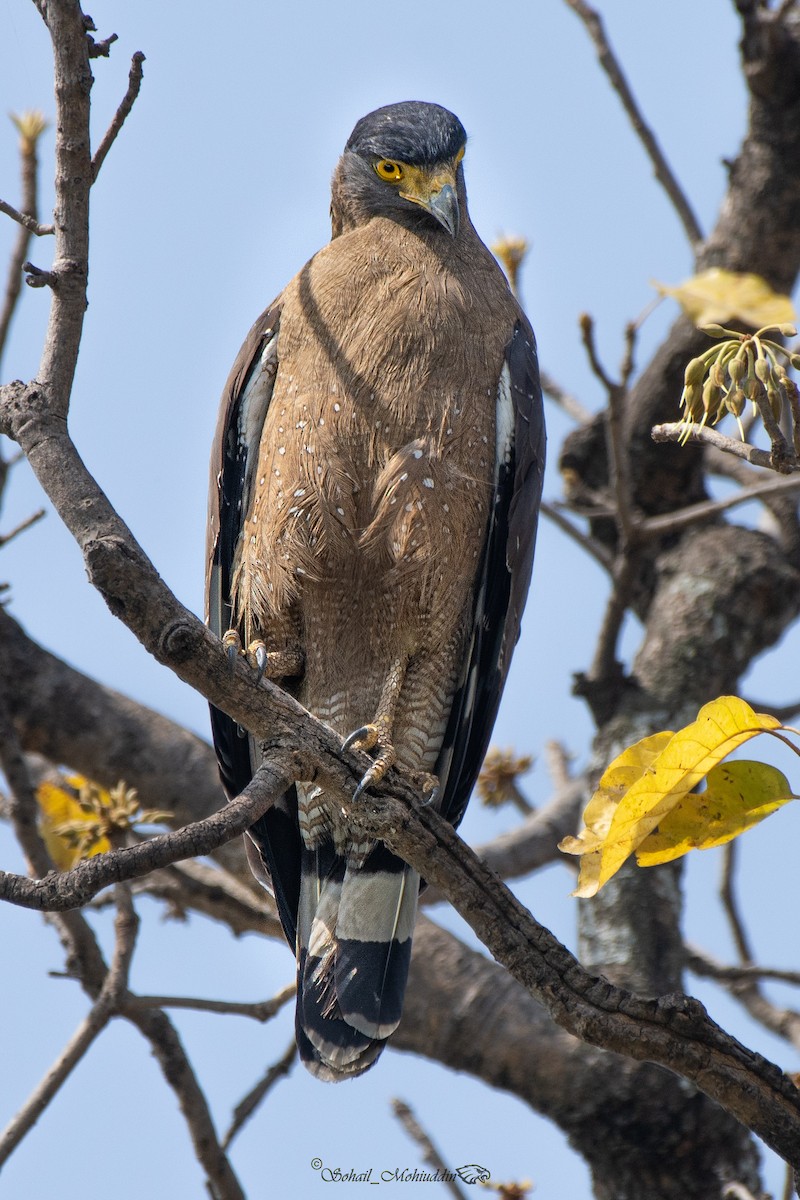 Crested Serpent-Eagle - ML320904751