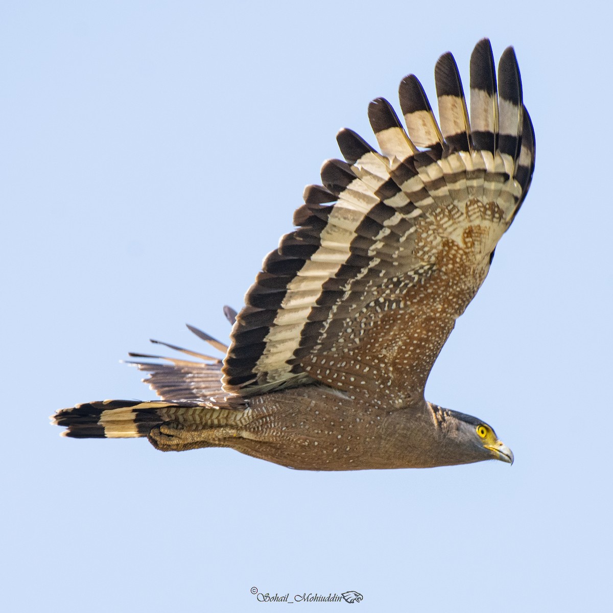 Crested Serpent-Eagle - ML320904761