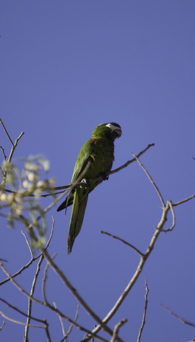 Red-shouldered Macaw - ML32090601