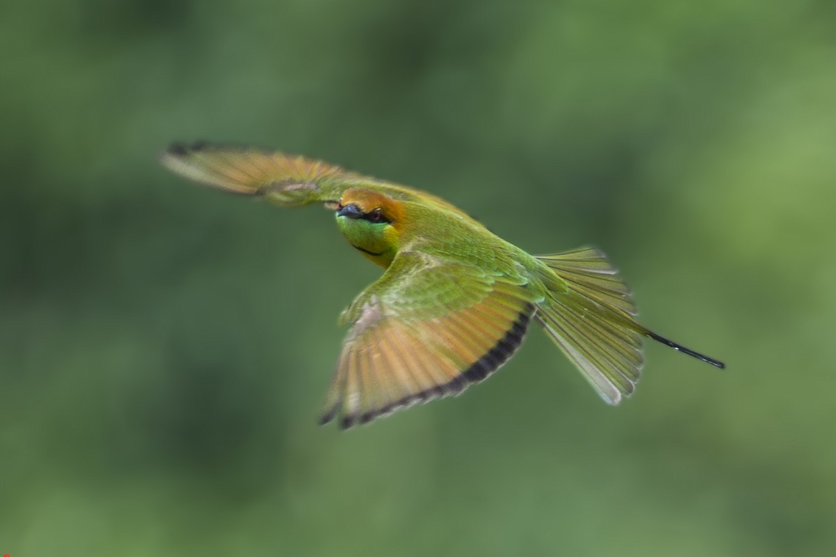Asian Green Bee-eater - ML320909661