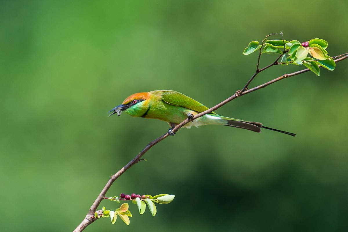 Asian Green Bee-eater - ML320909671