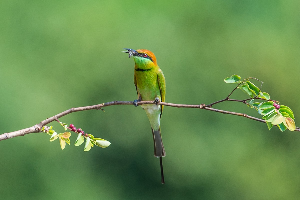 Asian Green Bee-eater - ML320909681