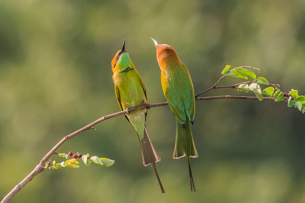Asian Green Bee-eater - ML320909691