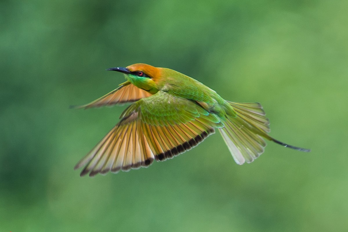 Asian Green Bee-eater - Ngoc Sam Thuong Dang