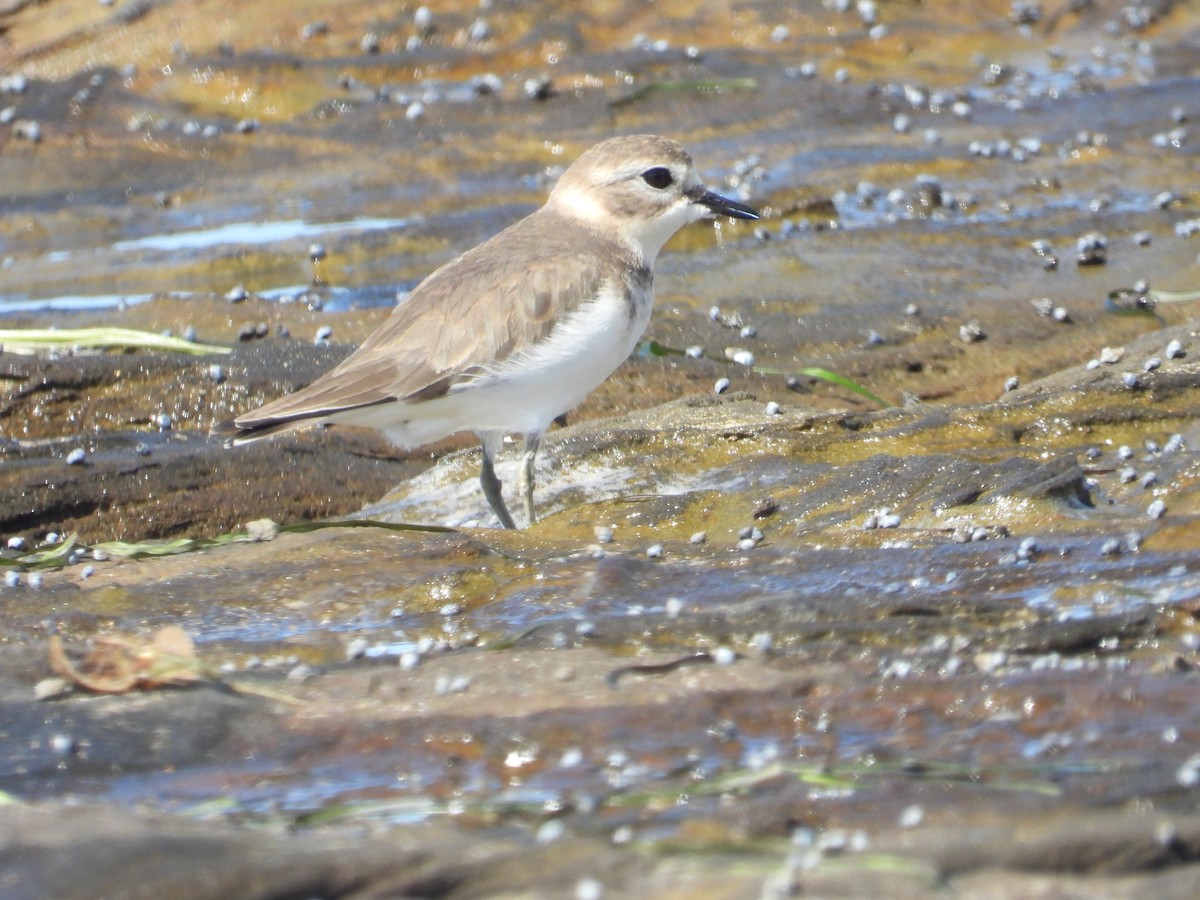 Double-banded Plover - ML320911341