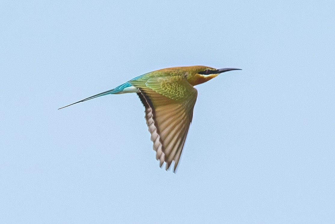 Blue-tailed Bee-eater - ML320913951