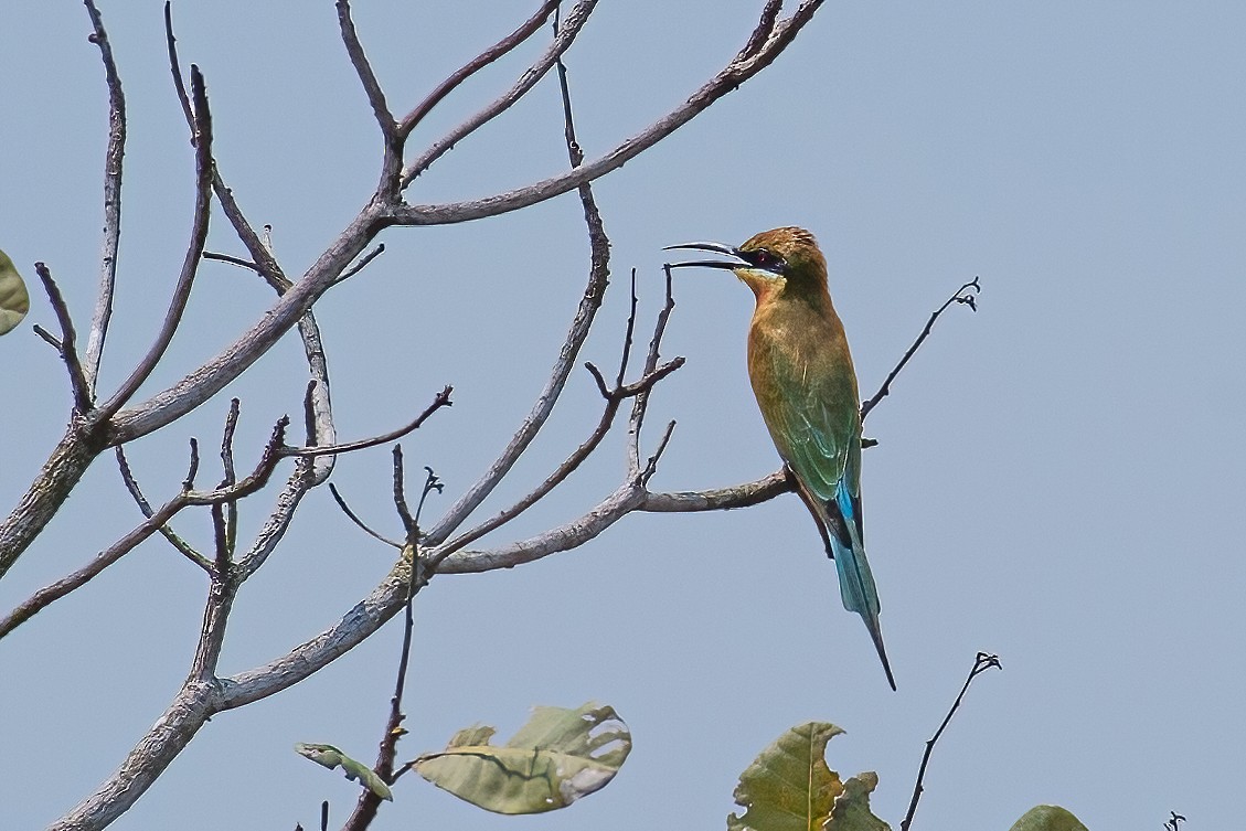 Blue-tailed Bee-eater - Ngoc Sam Thuong Dang