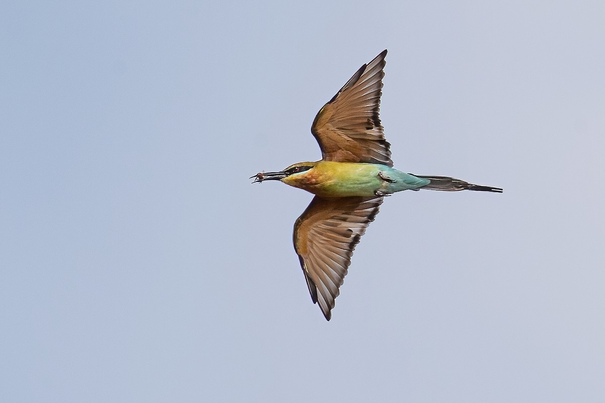 Blue-tailed Bee-eater - ML320913971