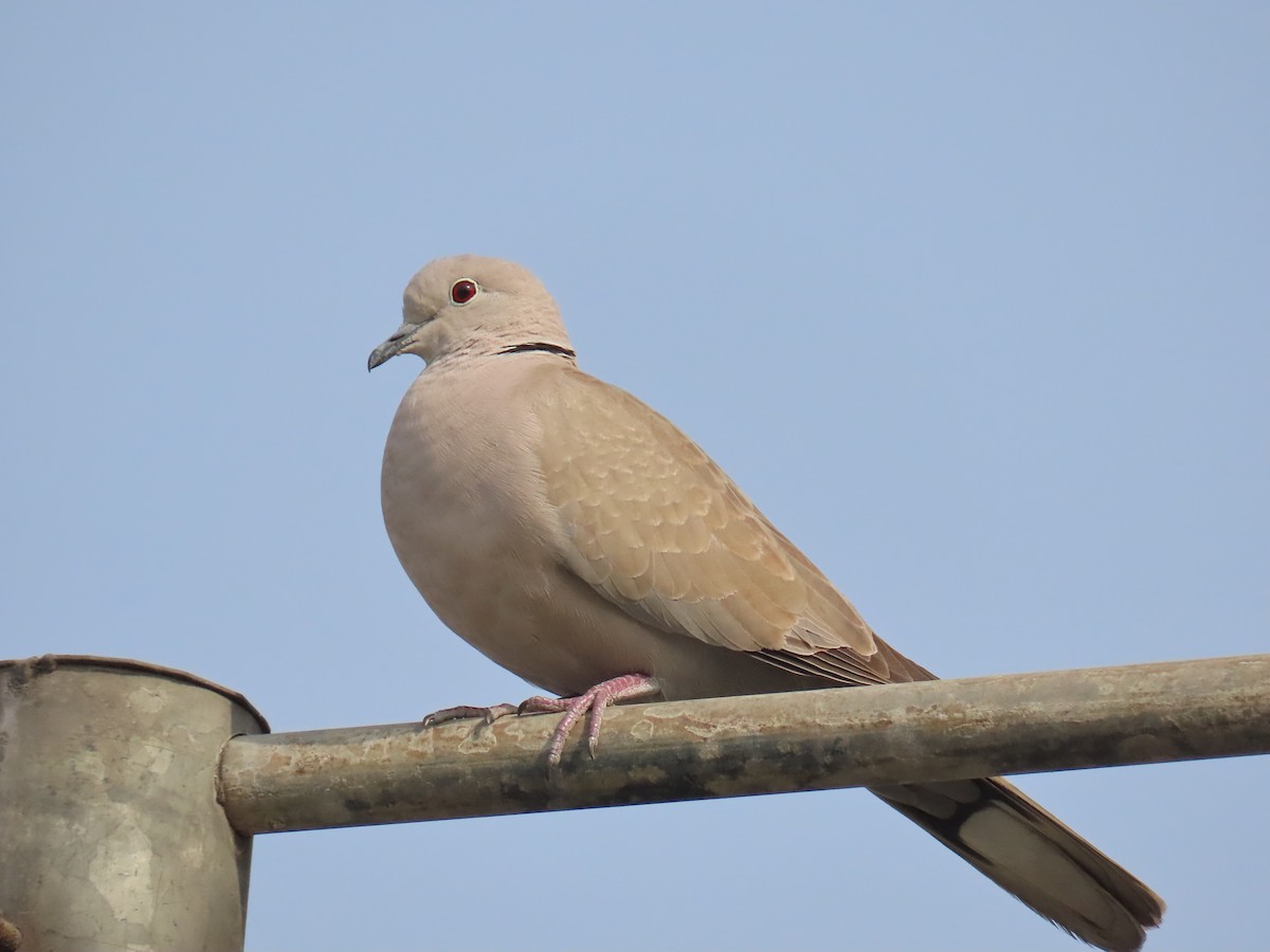 Eurasian Collared-Dove - Aditya Satish