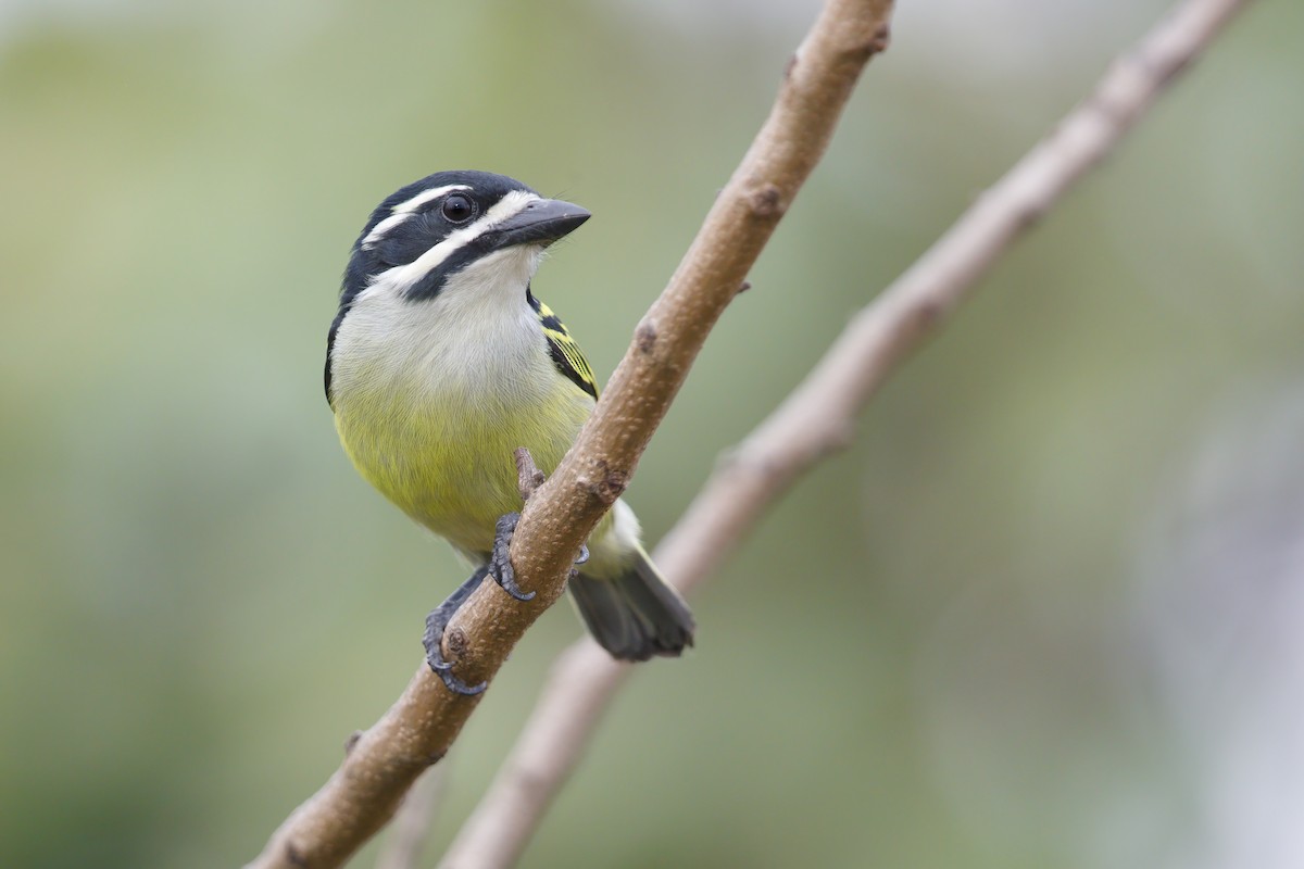 Goldbürzel-Bartvogel - ML320916761