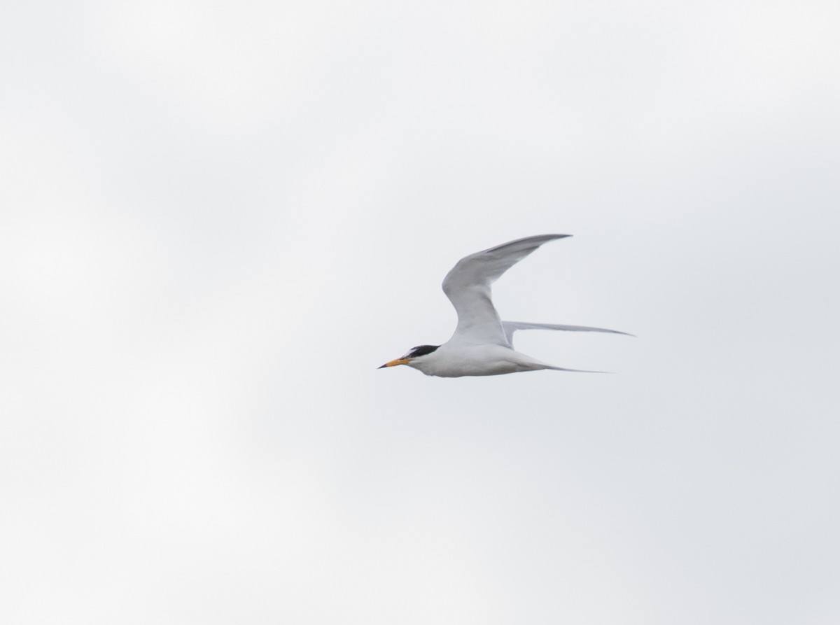 Little Tern - Richard Webber