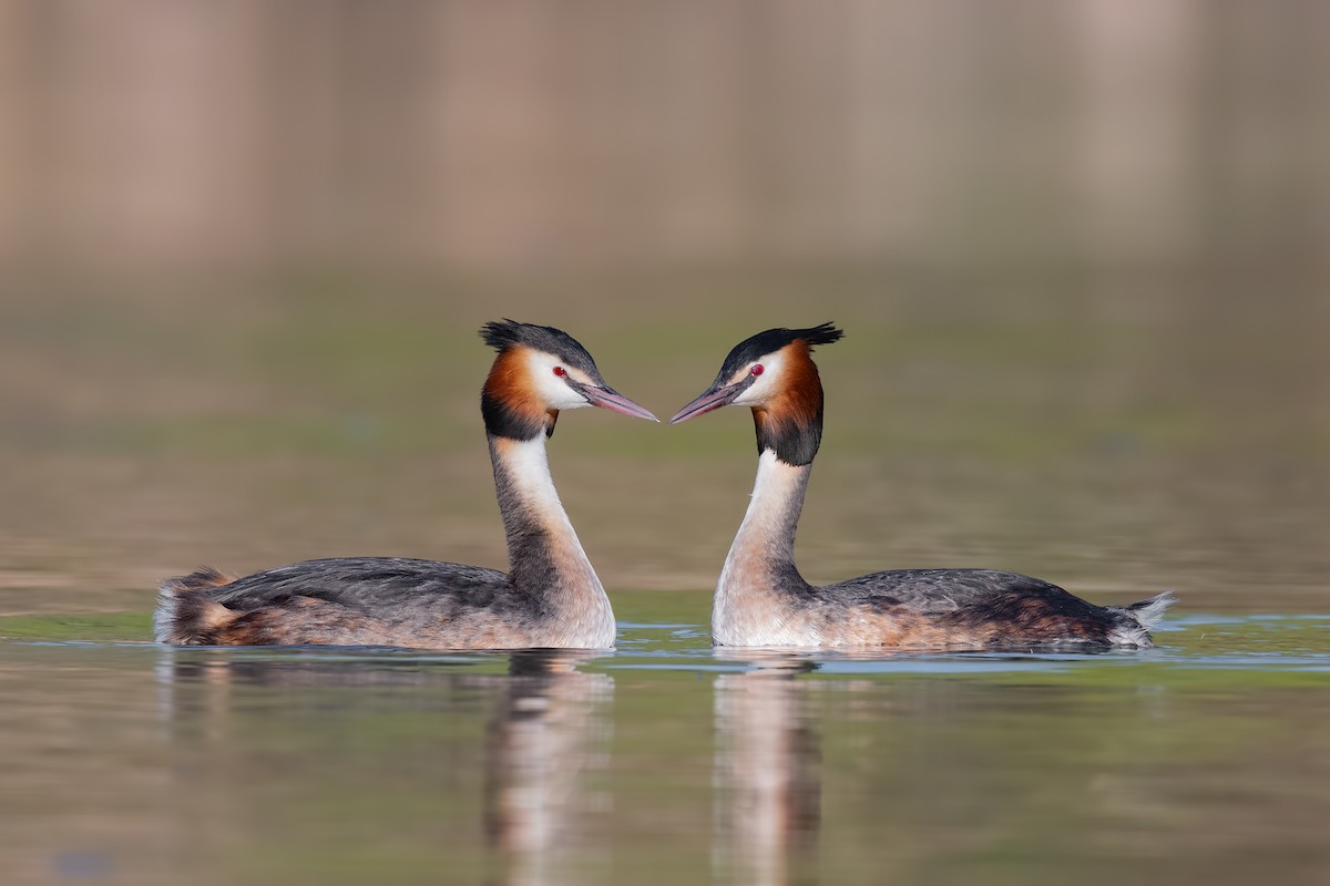 Great Crested Grebe - ML320919251