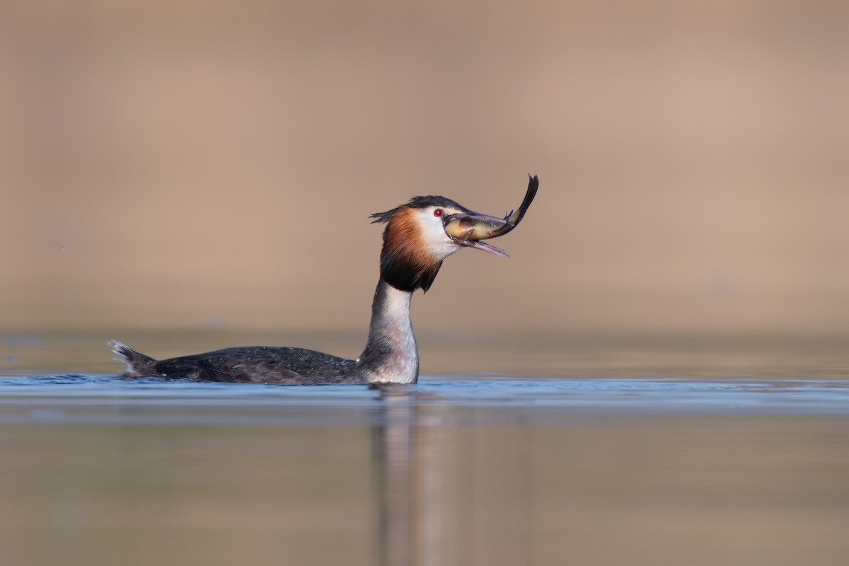 Great Crested Grebe - ML320919301