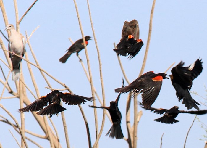 Red-winged Blackbird - ML32092811