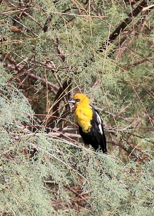 Yellow-headed Blackbird - ML32092861