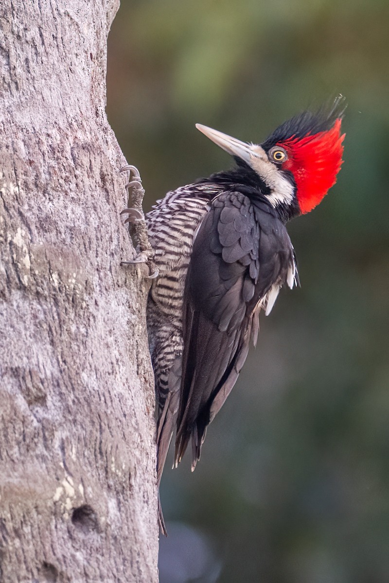 Crimson-crested Woodpecker - ML320928951