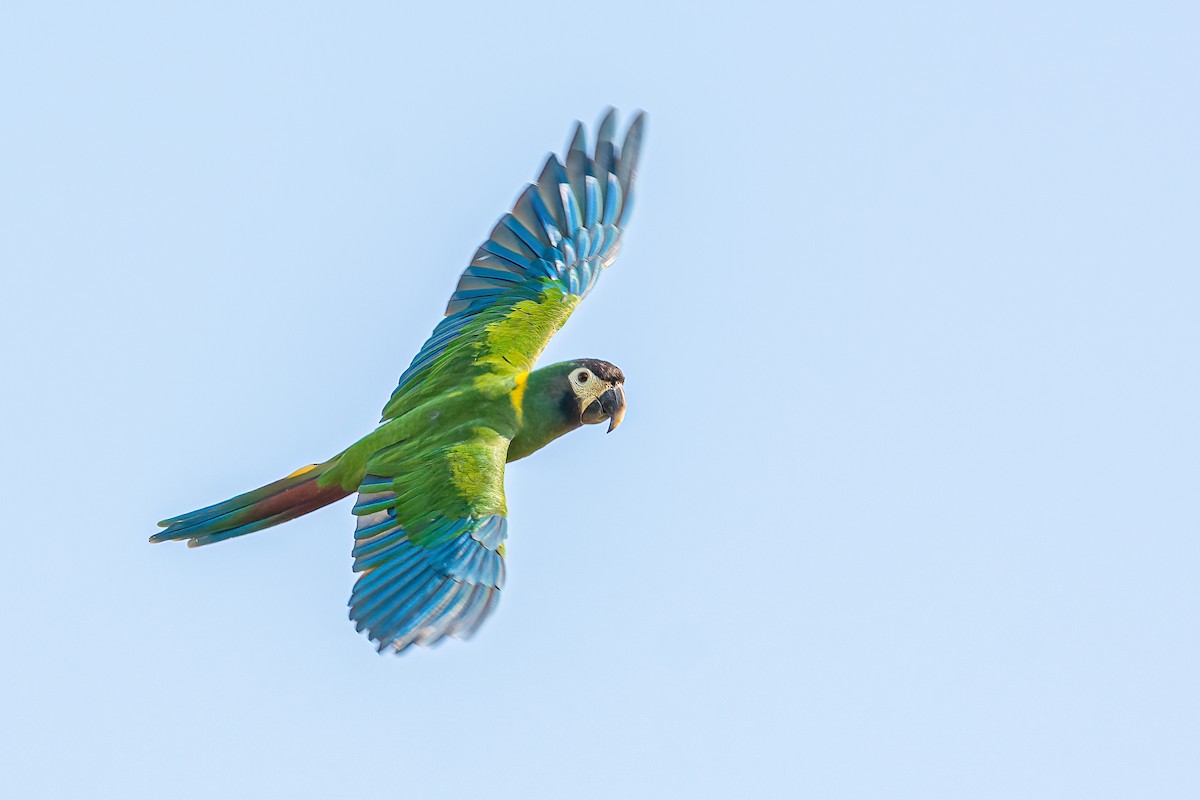 Yellow-collared Macaw - Daniel Field