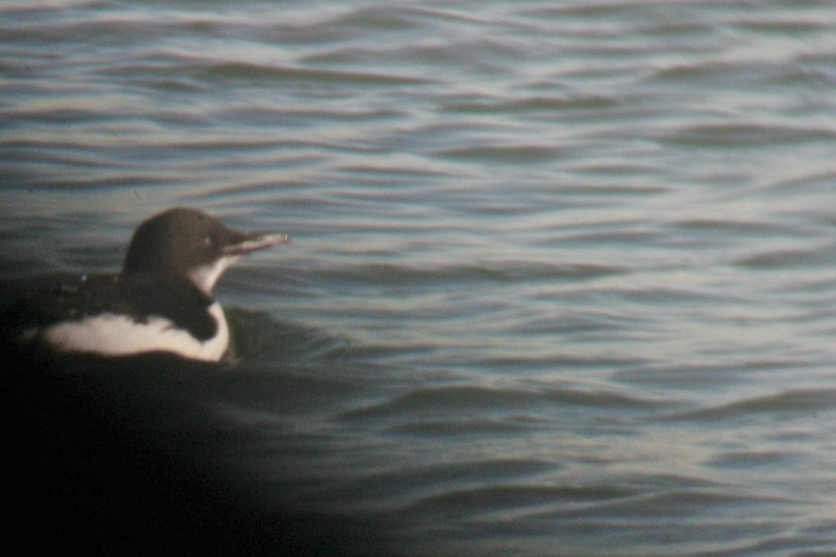 Thick-billed Murre - ML32093111