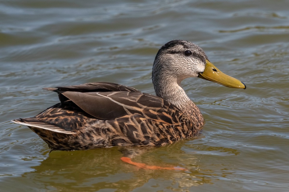 Mexican Duck - ML320931891
