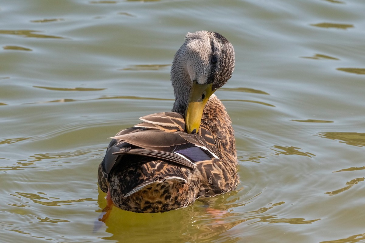 Mexican Duck - ML320931931