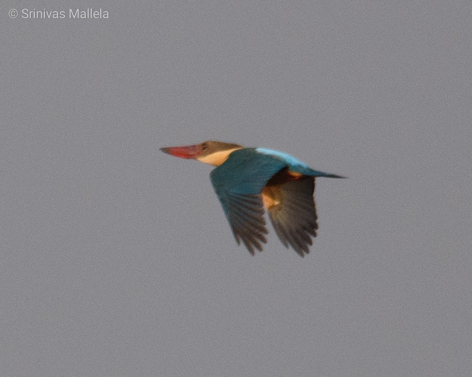 Stork-billed Kingfisher - Srinivas Mallela