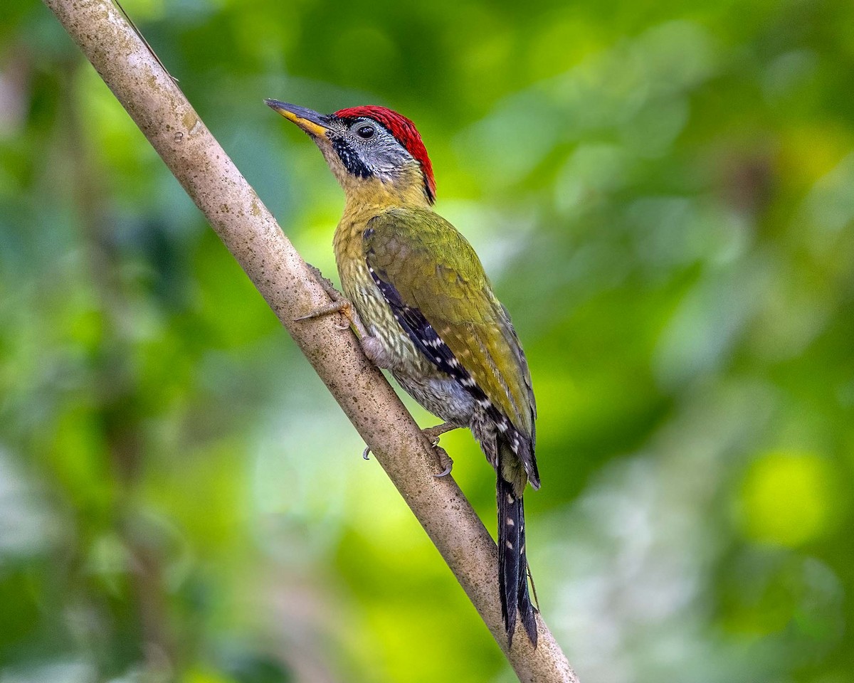 Laced Woodpecker - Saravanan Krishnamurthy