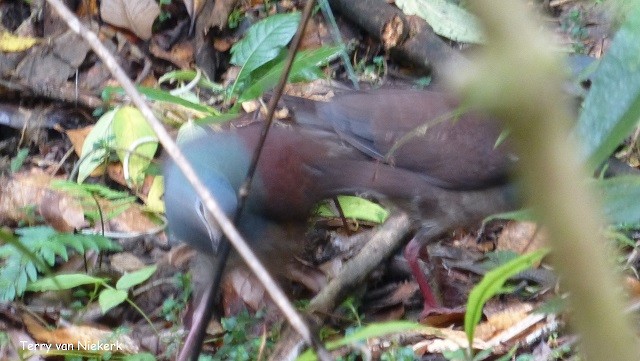 Buff-fronted Quail-Dove - ML32094351