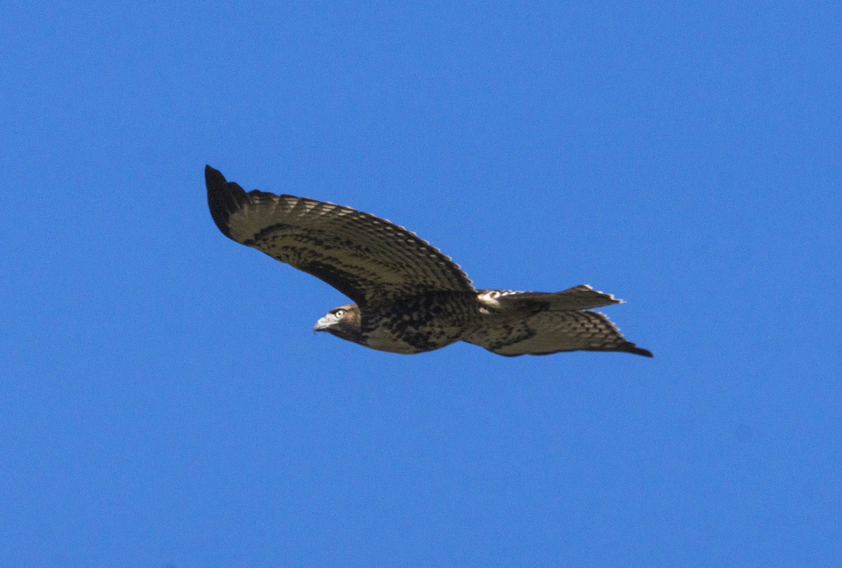 Red-tailed Hawk - ML32094491