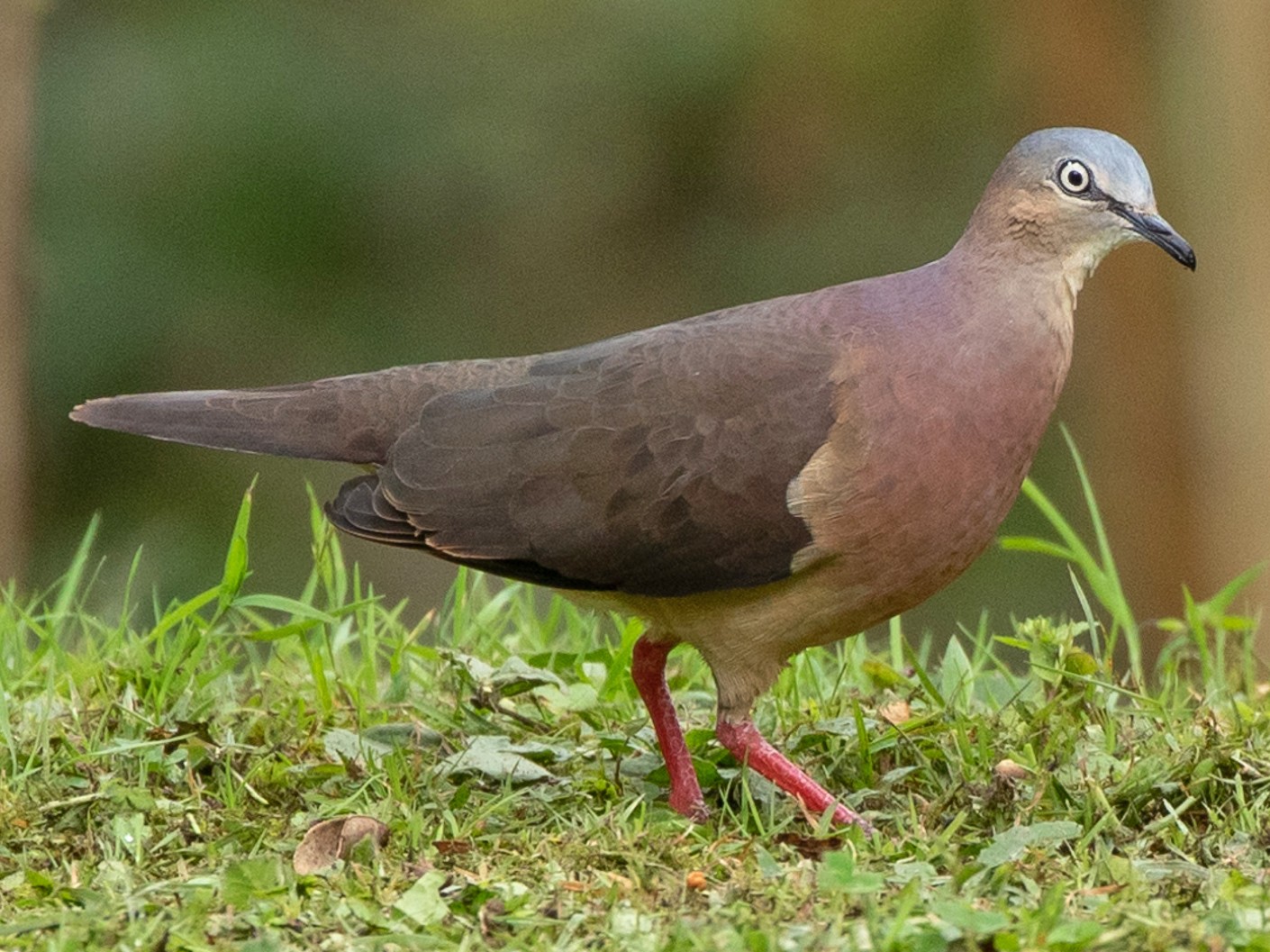 Tolima Dove - Louis Bevier