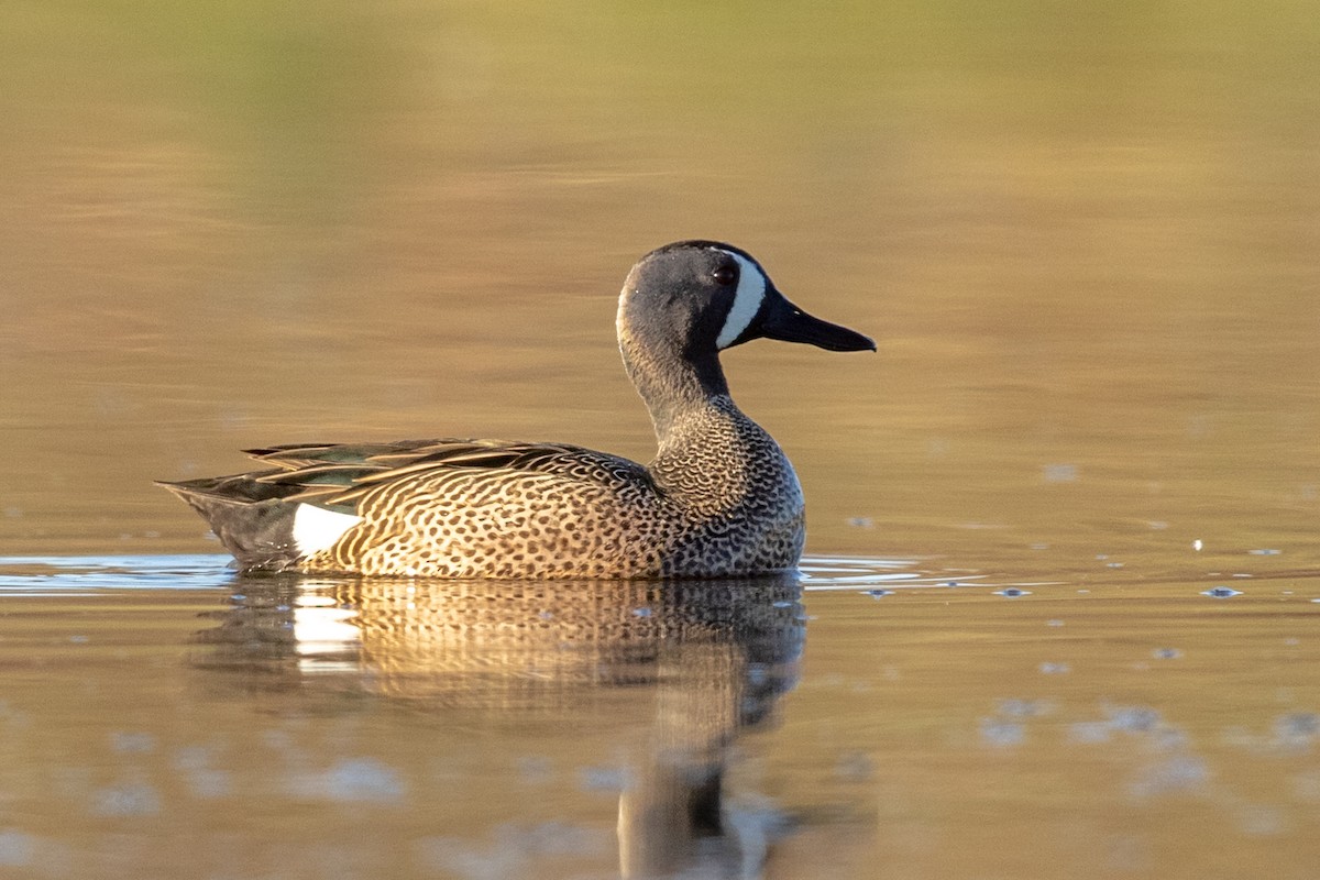 Blue-winged Teal - ML320956831