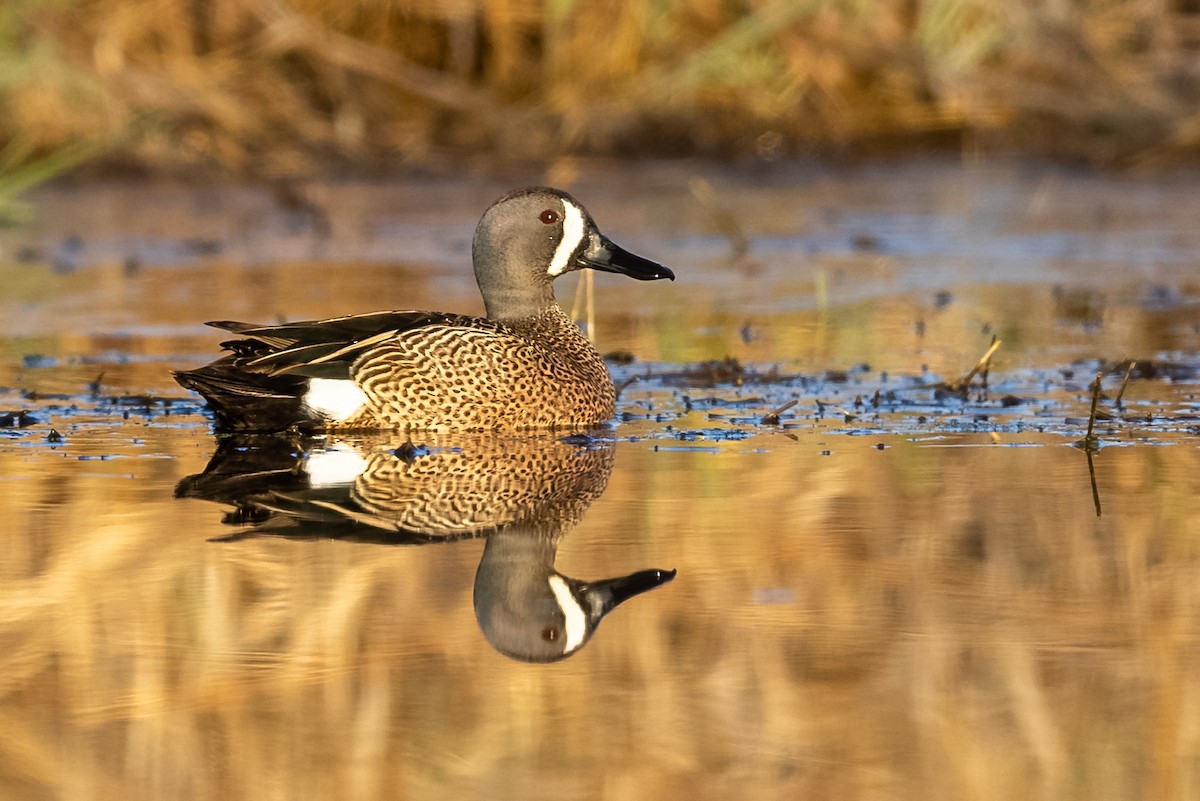 Blue-winged Teal - ML320956841