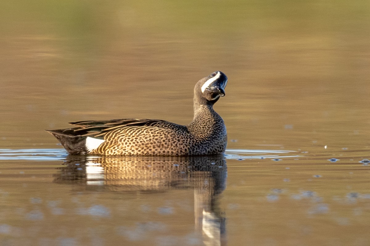 Blue-winged Teal - ML320956851