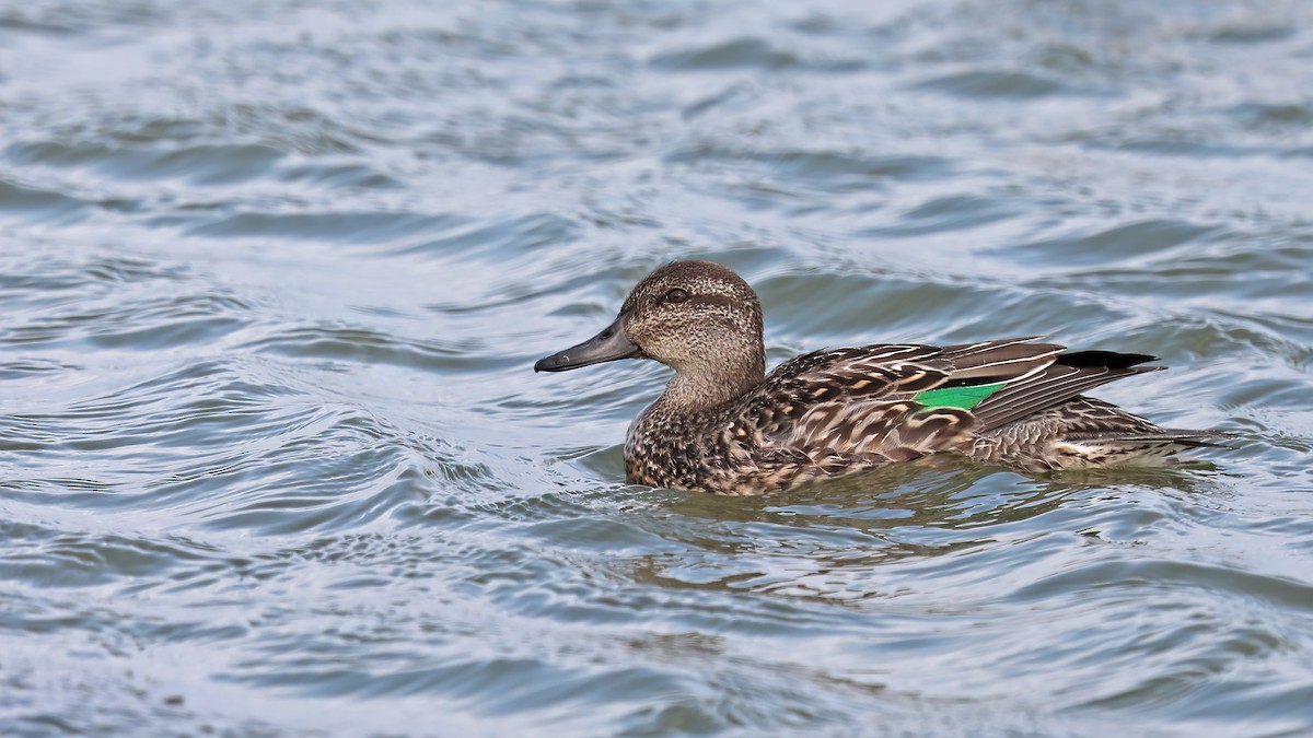 Green-winged Teal - ML320959941