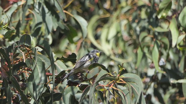 Yellow-rumped Warbler (Audubon's) - ML320962491
