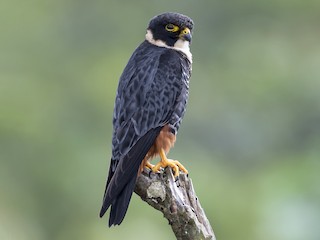 Bat Falcon - eBird