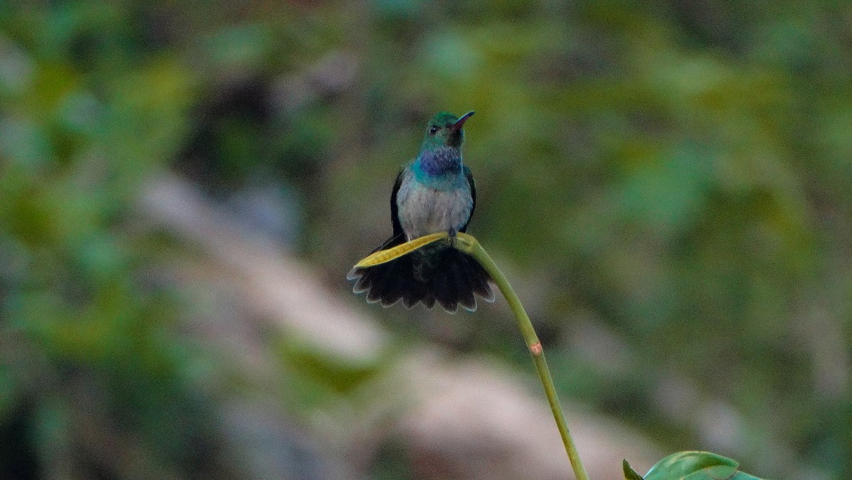 Blue-chested Hummingbird - ML320966761