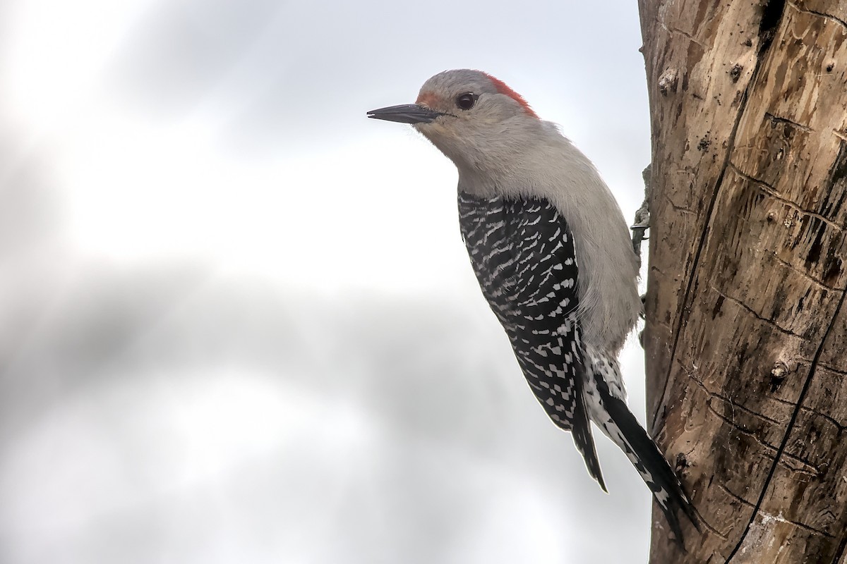 Red-bellied Woodpecker - ML320967301