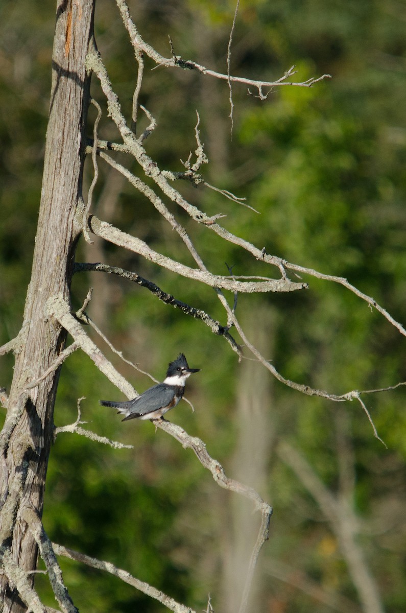 Belted Kingfisher - ML32096751