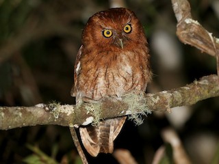  - Santa Marta Screech-Owl