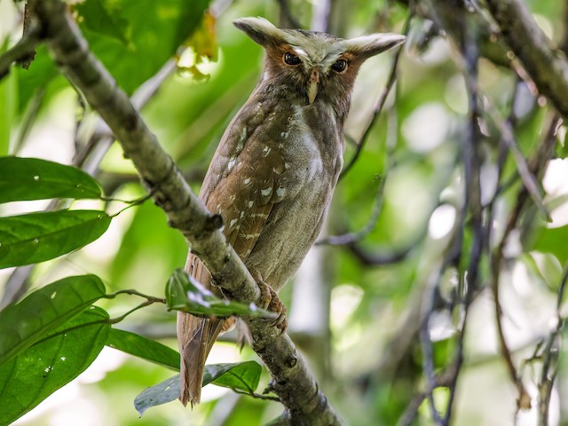 crested owl in flight