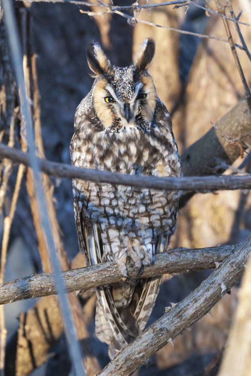 Long-eared Owl - Andrew Simon