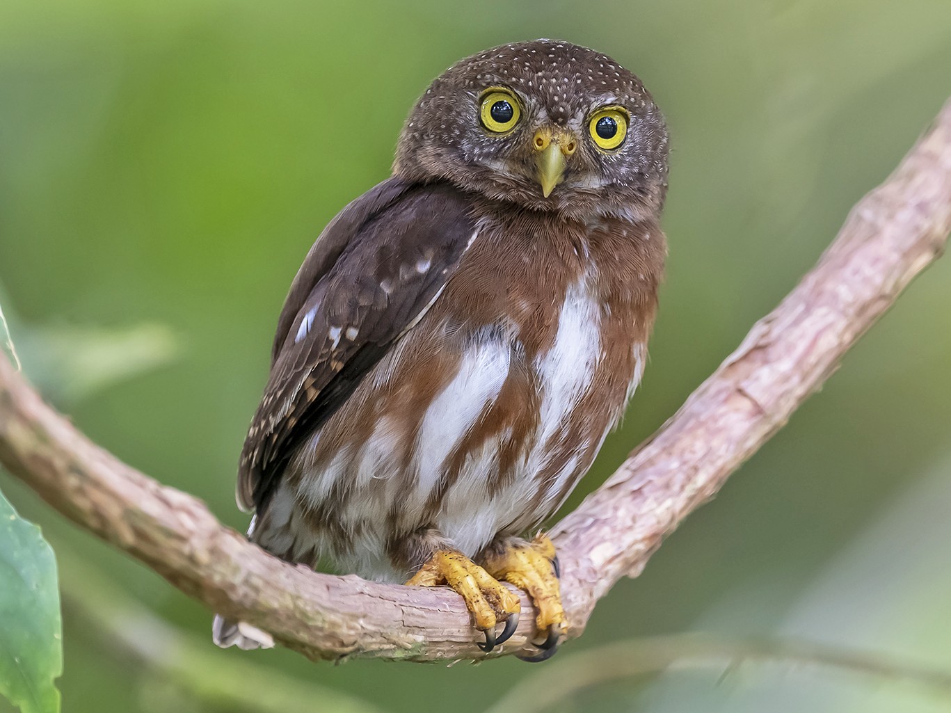 Central American Pygmy-Owl - fernando Burgalin Sequeria